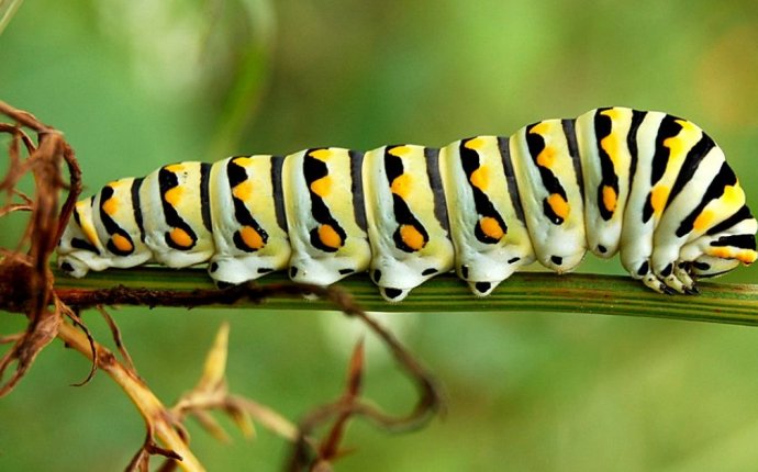 Dream Meaning of Caterpillar | Dream Interpretation