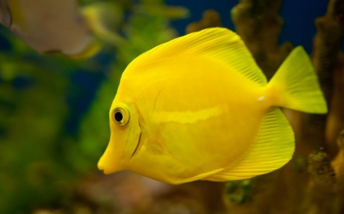 Dream Meaning of Fish | Dream Interpretation - DreamInterpretation.co