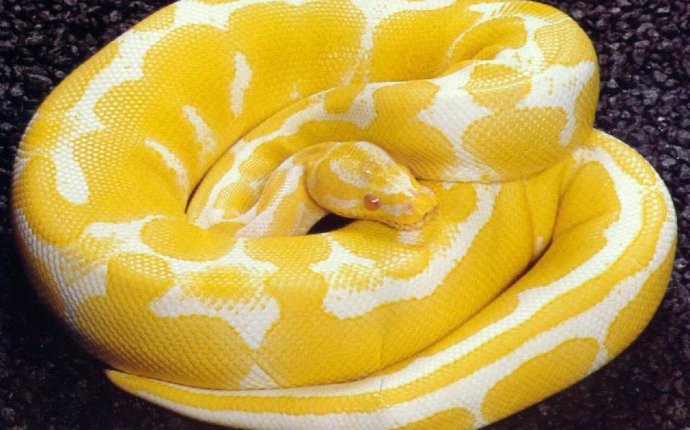 Outlook To My Spiritual Realms: Yellow Snakes in My Dream