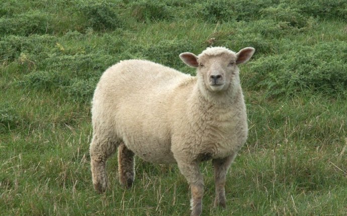 Sheep Dream Meaning and Interpretations