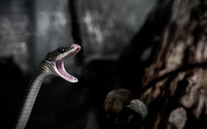 Snake Dream Interpretation Archives - Dreaming of Snakes