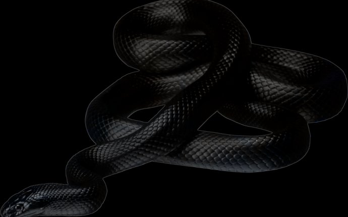 What does it mean when I dream about black snakes?