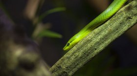 Green Snake Dream