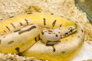 Yellow Snake Dream