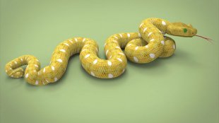 Yellow Snake Dream